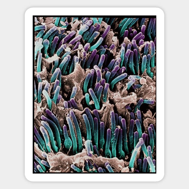 Coloured SEM of rod cells in the retina of the eye (P424/0124) Sticker by SciencePhoto